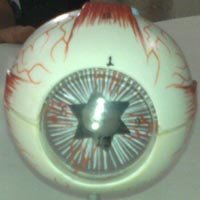 67342-1.jpg