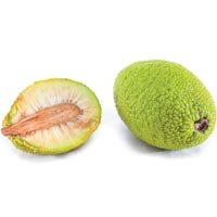 Breadfruit