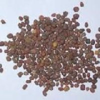 Turnip Seeds