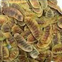 Senna Pods