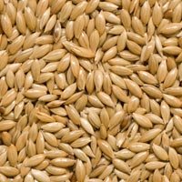 Canary Seeds