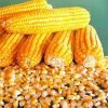 Hybrid Corn Seeds in Bangalore