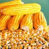 Hybrid Corn Seeds in Hyderabad