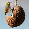 Coconut Bird Feeder
