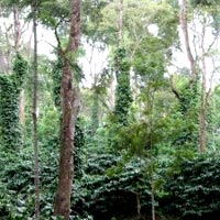 Silver Oak Trees Get Latest Price Mandi Rates From Dealers Traders Exporters India