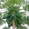 Papaya Plant in North 24 Parganas
