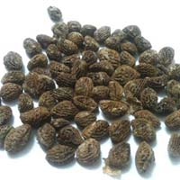 Iboga Seeds