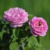 Dutch Rose Plants