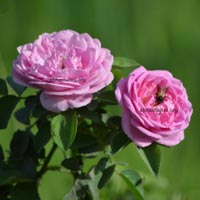 dutch plants rose