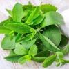 Stevia Leaf in Lucknow