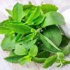 Stevia Leaf in Ahmedabad