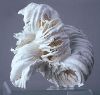 Cotton Sculptures