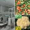 Frozen Vegetable Processing Plant