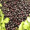 Jamun Seeds in Delhi