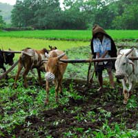 Agricultural Livestock