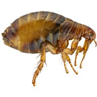 Pest Control & Termite Control Services