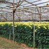 Chrysanthemum Plant in Bangalore