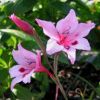 Gladiolus Flower