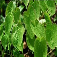 Baical Skullcap Root Extract