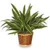 Dracaena Plants in Nagaon