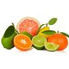 Citrus Fruit in Indore