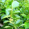 Gymnema Sylvestre Extract in Navi Mumbai