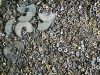 Tungsten Carbide Scraps in Kolkata