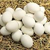 Farm Fresh Duck Eggs