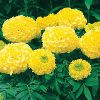 Marigold Flowers in Dindigul