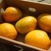 Alphonso Mango Box
