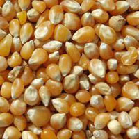 Popcorn Maize