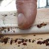 Bed Bug Pest Control in Gurugram