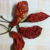 Ghost Pepper in Imphal