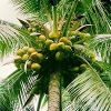 Coconut Plants in Hojai