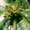 Coconut Plants in North 24 Parganas