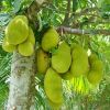 Jackfruit Plant in North 24 Parganas