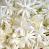 Madurai Jasmine Flower