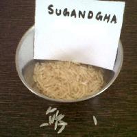 Sugandha Basmati Rice in Rohtak