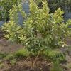 Guava Plant in Nashik