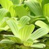 Aquatic Plant