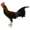 Fowl / Domesticated Fowl Bird