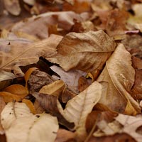 Dry Leaves