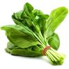 Spinach in Vadodara
