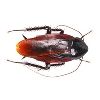 Cockroaches Pest Control Services in Mumbai