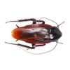 Cockroaches Pest Control Services in Gurugram