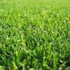 Lawn Grass in North 24 Parganas