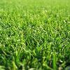 Lawn Grass in North 24 Parganas