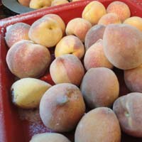Frozen Peaches