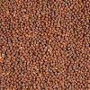 Brown Mustard Seeds in Kolkata