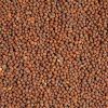 Brown Mustard Seeds in Kolkata
